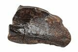 Fossil Hadrosaur (Duck-Billed Dinosaur) Tooth - Montana #204632-1